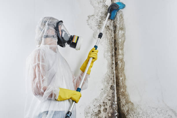 Best Fast Mold Removal  in Martinez, GA