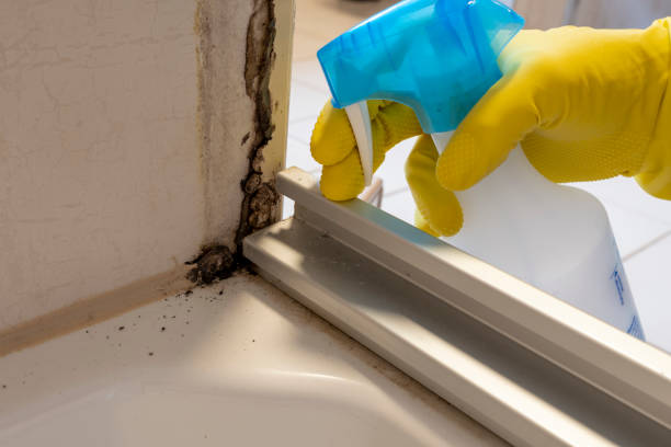 Attic Mold Removal in Martinez, GA