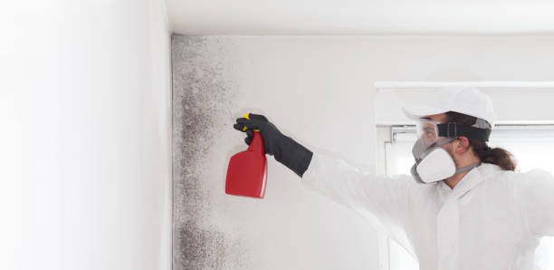 Best Same-Day Mold Removal  in Martinez, GA