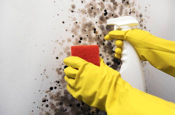 Best Black Mold Removal  in Martinez, GA