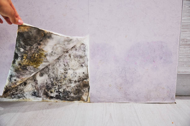 Best Certified Mold Removal  in Martinez, GA